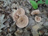Hydnellum concrescens image