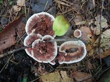 Hydnellum scrobiculatum image