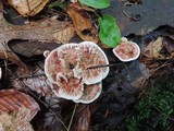 Hydnellum scrobiculatum image
