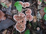 Hydnellum scrobiculatum image