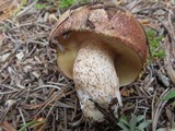 Suillus subalpinus image