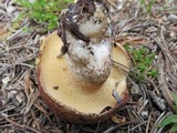 Suillus subalpinus image