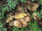 Suillus subalpinus image