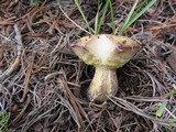 Suillus subalpinus image