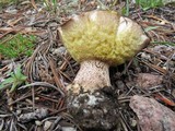 Suillus subalpinus image