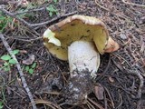 Suillus subalpinus image