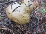 Suillus subalpinus image