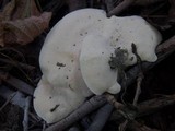 Loweomyces fractipes image