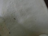 Loweomyces fractipes image