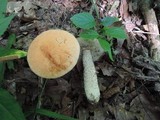 Leccinum pseudoinsigne image
