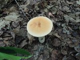 Leccinum pseudoinsigne image