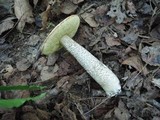 Leccinum pseudoinsigne image