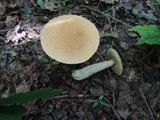 Leccinum pseudoinsigne image