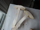 Leccinum pseudoinsigne image