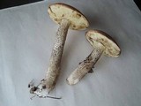 Leccinum pseudoinsigne image