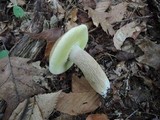 Boletus variipes image