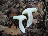 Boletus variipes image