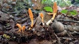 Cordyceps cardinalis image