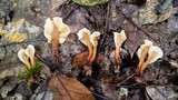Spathulariopsis velutipes image