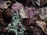 Laccaria amethystina image