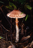 Lepiota castanescens image