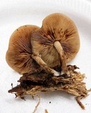 Agrocybe firma image