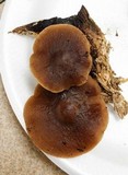 Agrocybe firma image