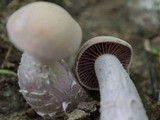Laccaria ochropurpurea image
