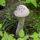 Laccaria ochropurpurea image