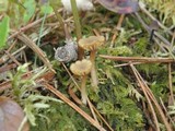 Lichenomphalia umbellifera image
