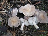 Tricholoma terreum image