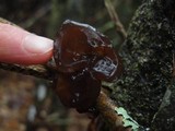 Exidia recisa image