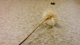 Marasmius fulvoferrugineus image