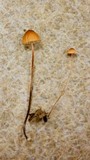 Marasmius fulvoferrugineus image
