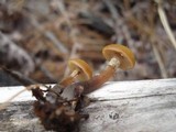 Kuehneromyces lignicola image