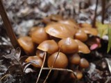 Kuehneromyces lignicola image