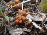 Kuehneromyces lignicola image