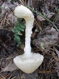Lepiota clypeolaria image