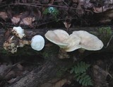 Loweomyces fractipes image