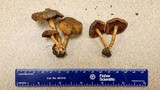 Cortinarius aureifolius image