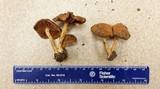 Cortinarius aureifolius image