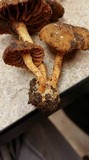 Cortinarius aureifolius image