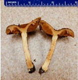 Cortinarius aureifolius image