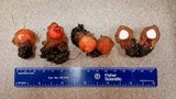 Calostoma cinnabarinum image