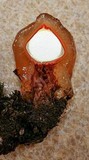 Calostoma cinnabarinum image