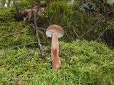 Austroboletus gracilis image