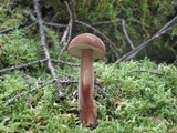 Austroboletus gracilis image