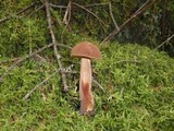 Austroboletus gracilis image