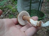 Austroboletus gracilis image