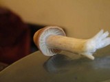 Cuphophyllus pratensis image